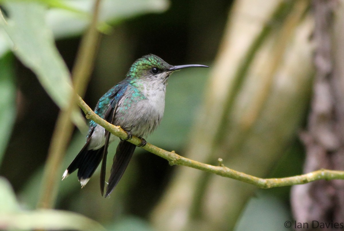 Crowned Woodnymph (Northern/Colombian Violet-crowned) - ML23601071