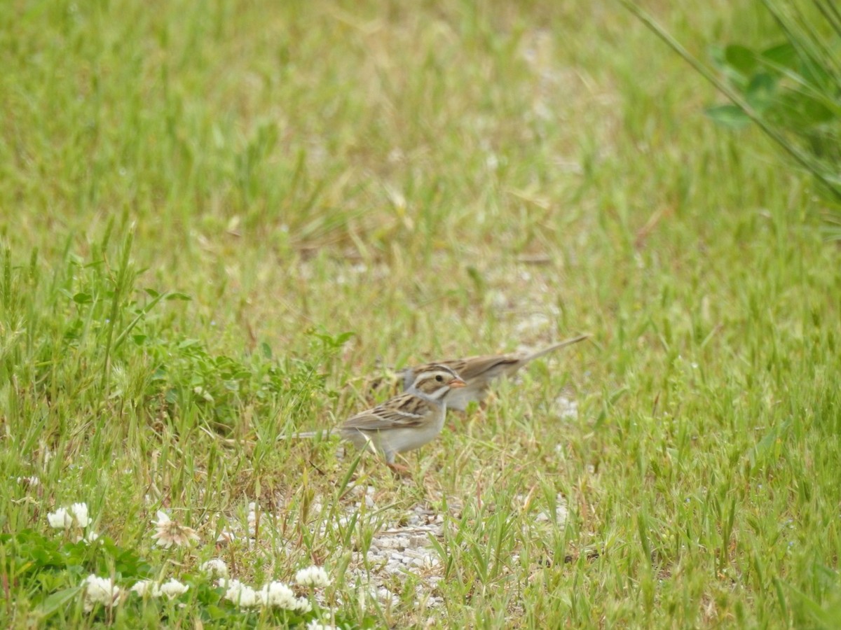 Clay-colored Sparrow - ML236014921