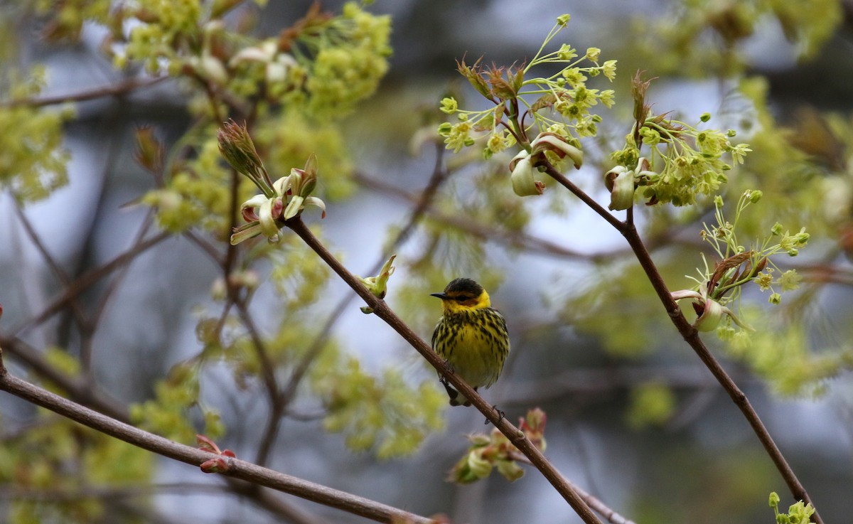Cape May Warbler - ML236018721