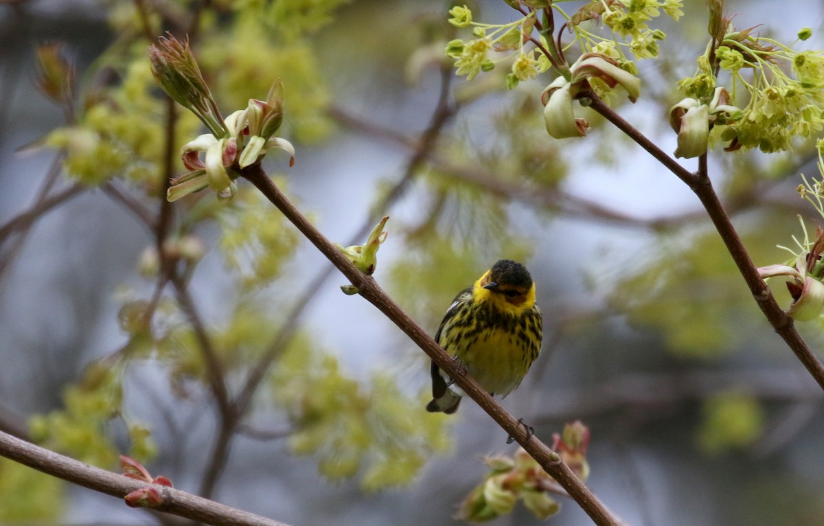 Cape May Warbler - ML236018821