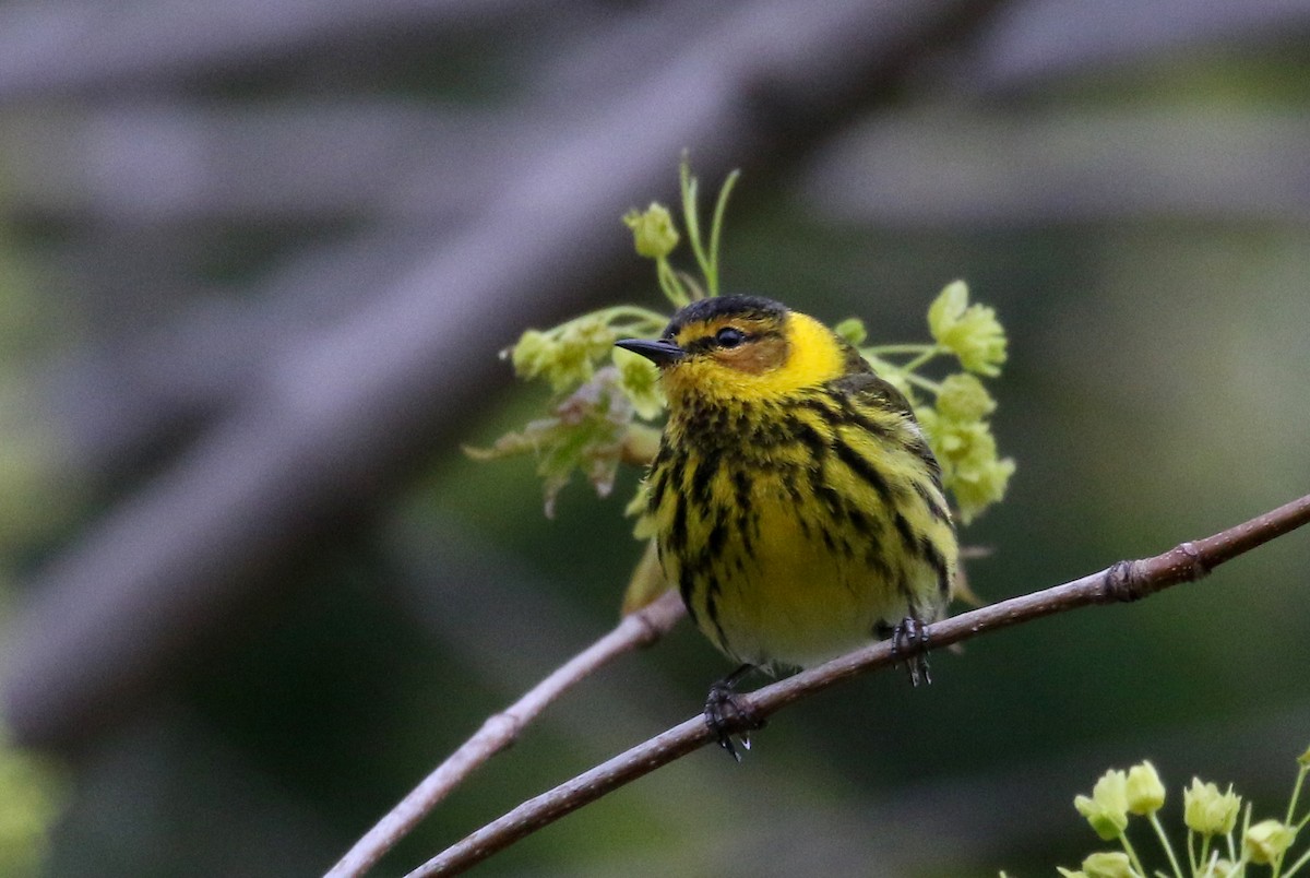 Cape May Warbler - ML236019001