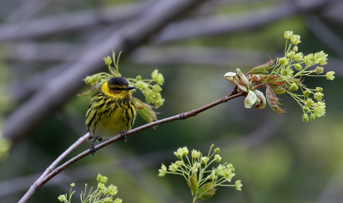 Cape May Warbler - ML236019041