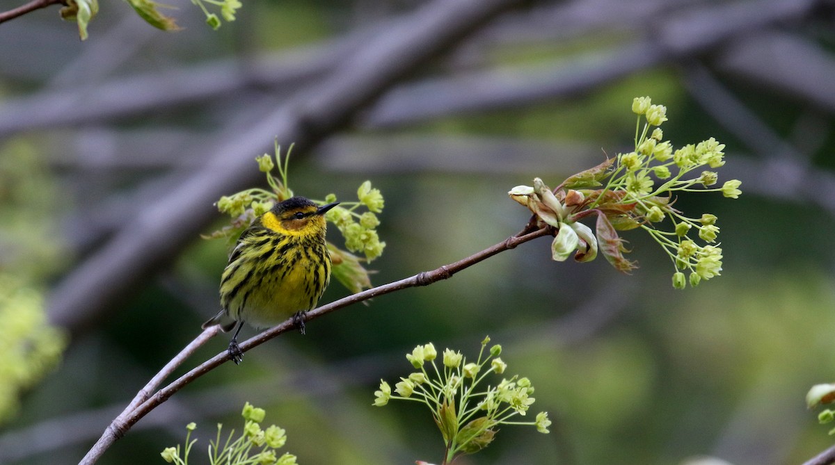 Cape May Warbler - ML236019081
