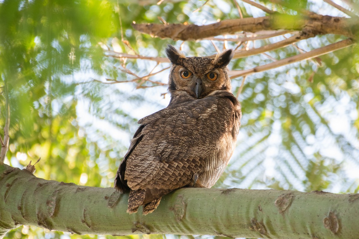 Great Horned Owl - ML236021891