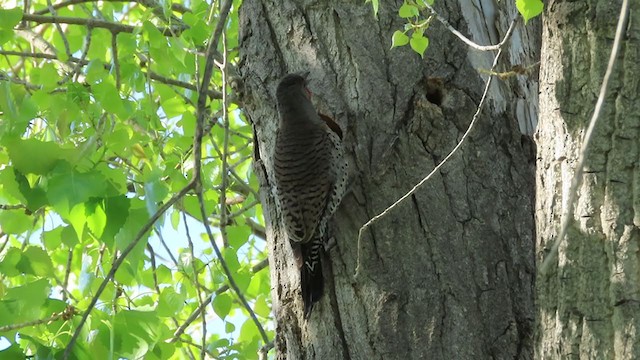 Northern Flicker (Red-shafted) - ML236029081