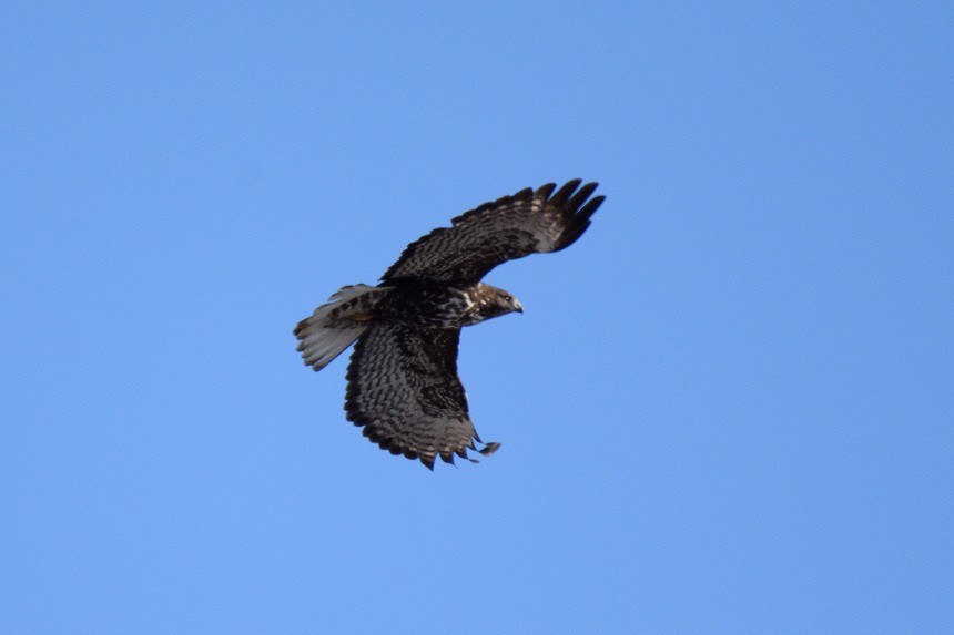 Red-tailed Hawk (Harlan's) - ML23602921