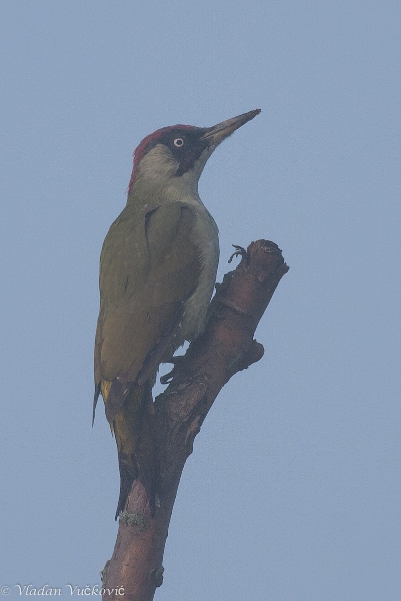 Eurasian Green Woodpecker - Vladan Vuckovic