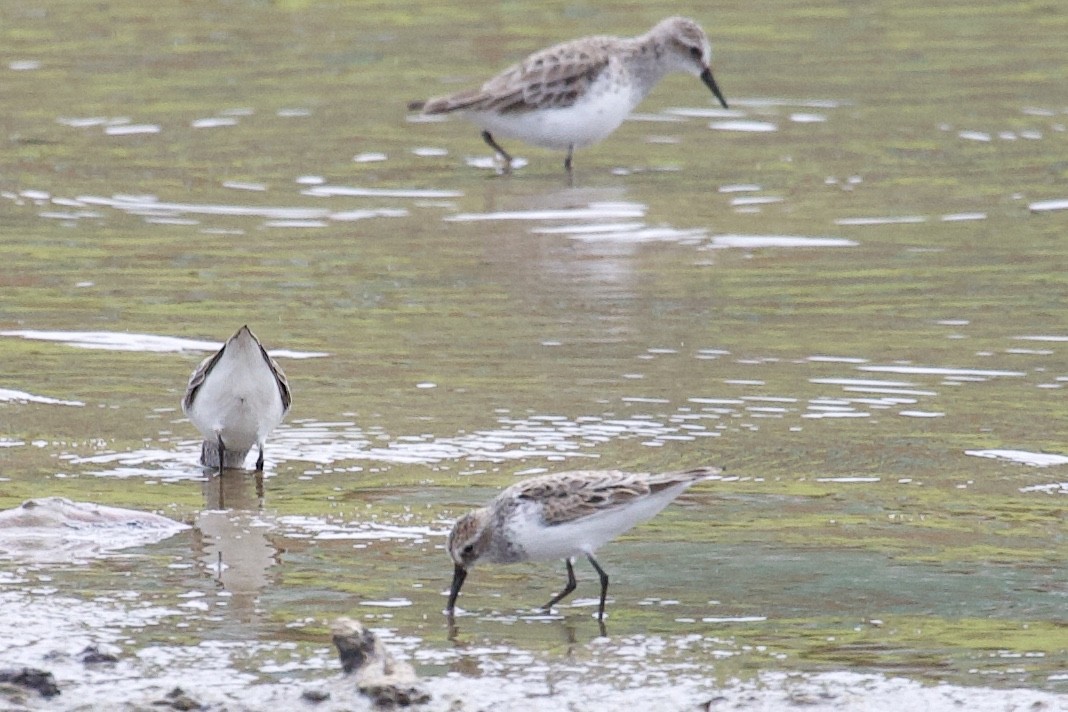 Semipalmated Sandpiper - Andrew Bell