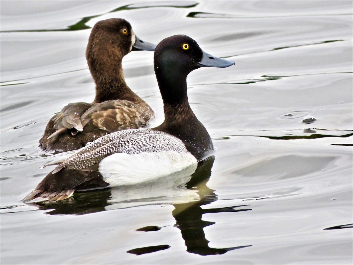 Greater Scaup - Timothy Piranian