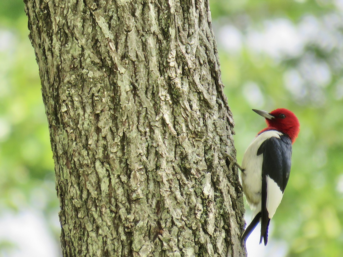 Red-headed Woodpecker - ML236048351
