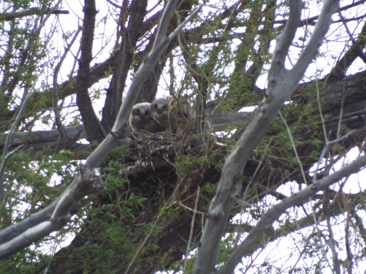 Great Horned Owl - ML236048441