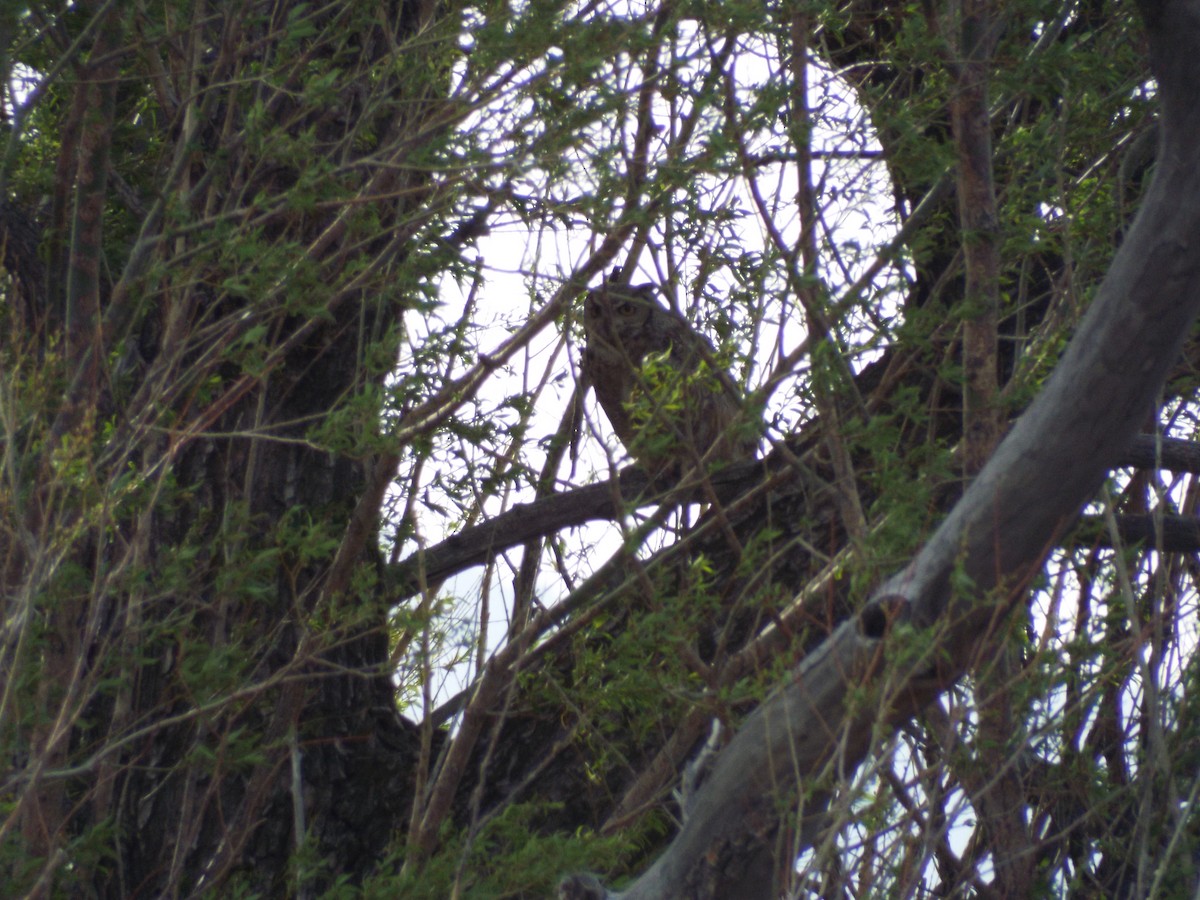 Great Horned Owl - ML236048511