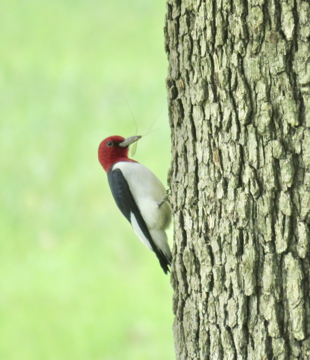 Red-headed Woodpecker - ML236048531