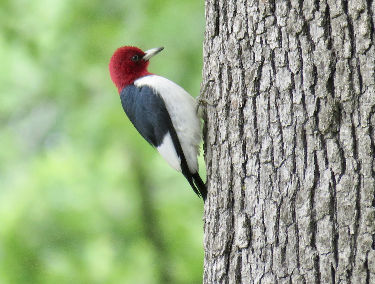 Red-headed Woodpecker - ML236048561