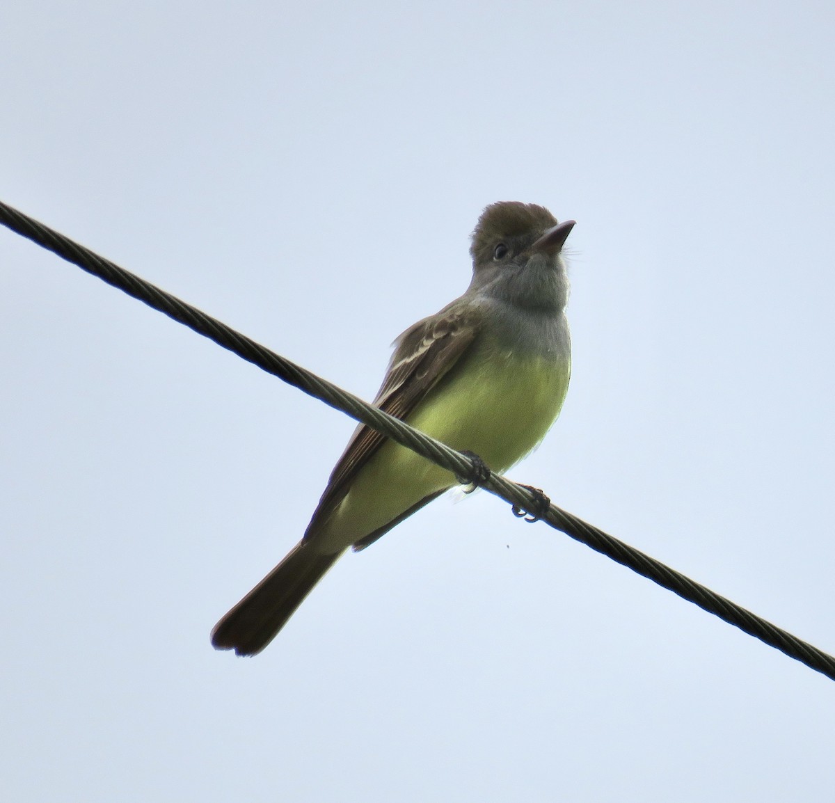 Great Crested Flycatcher - ML236049741