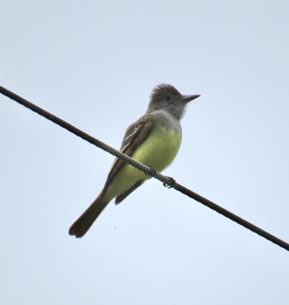 Great Crested Flycatcher - ML236049791