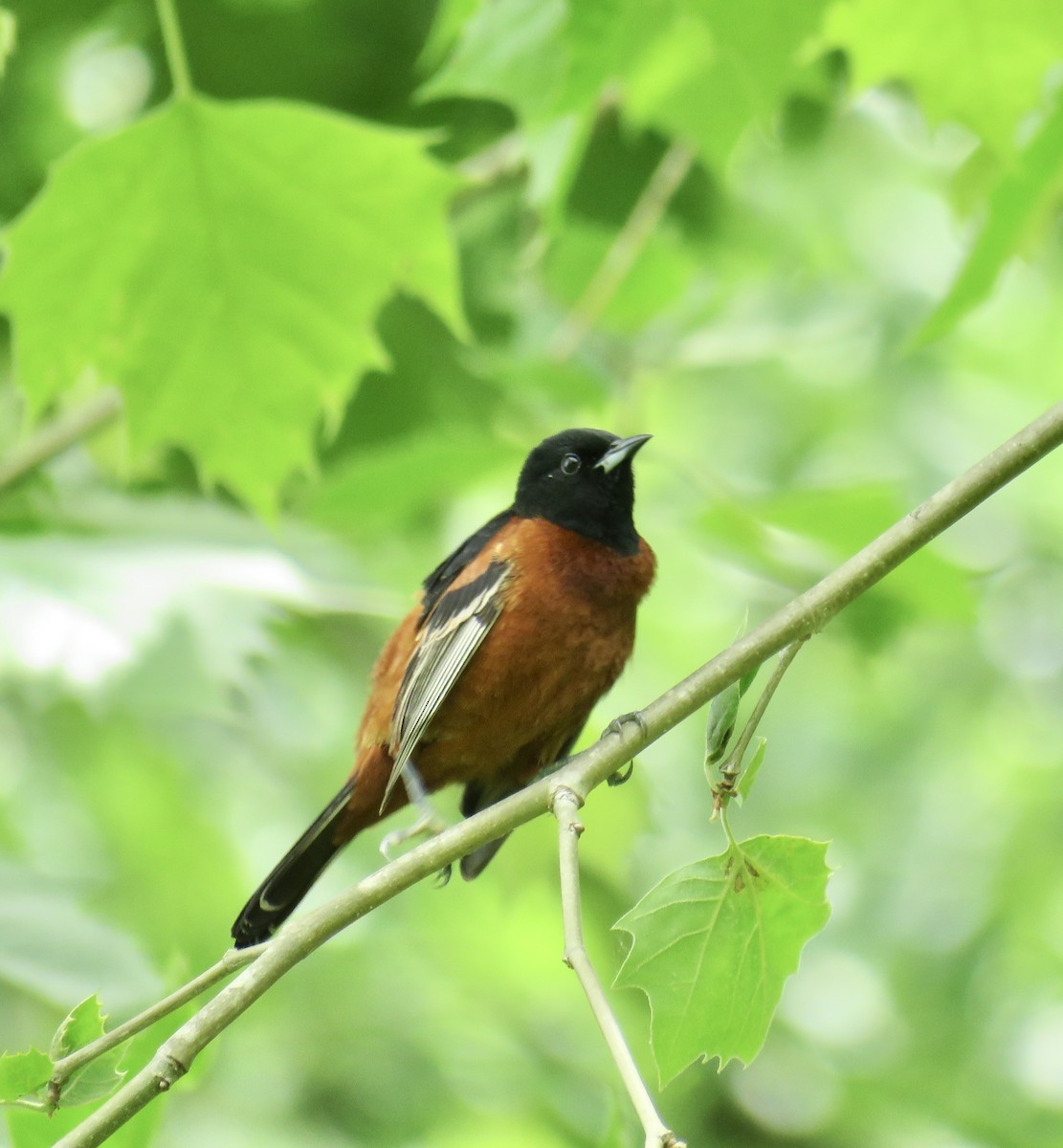 Orchard Oriole - ML236050341