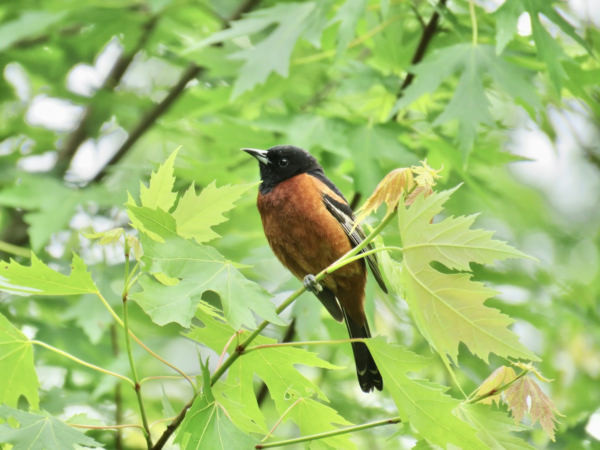 Orchard Oriole - ML236050401