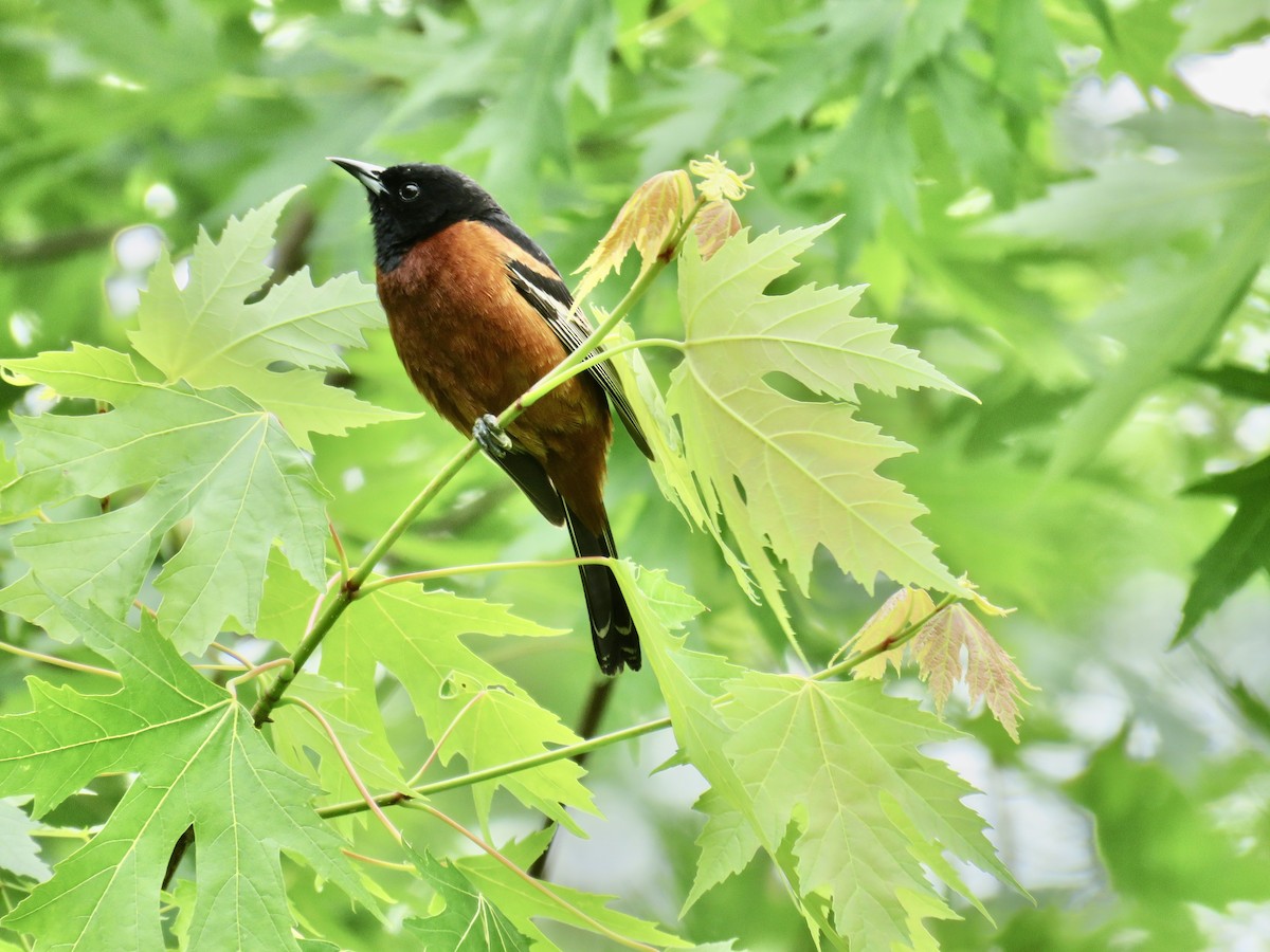 Orchard Oriole - ML236050411