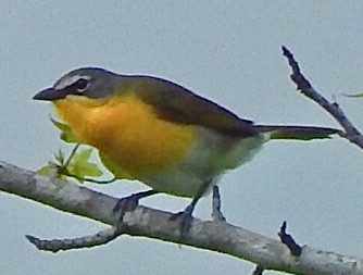 Yellow-breasted Chat - ML236050681