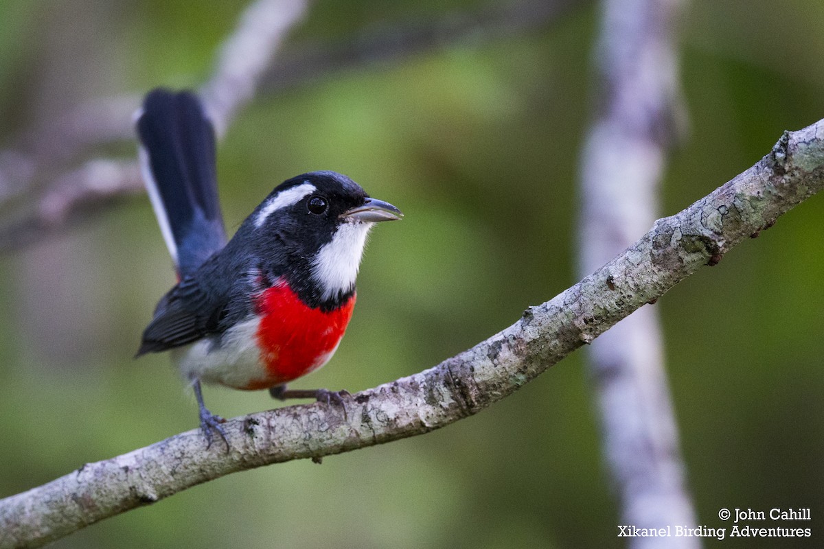 Red-breasted Chat - ML236050741