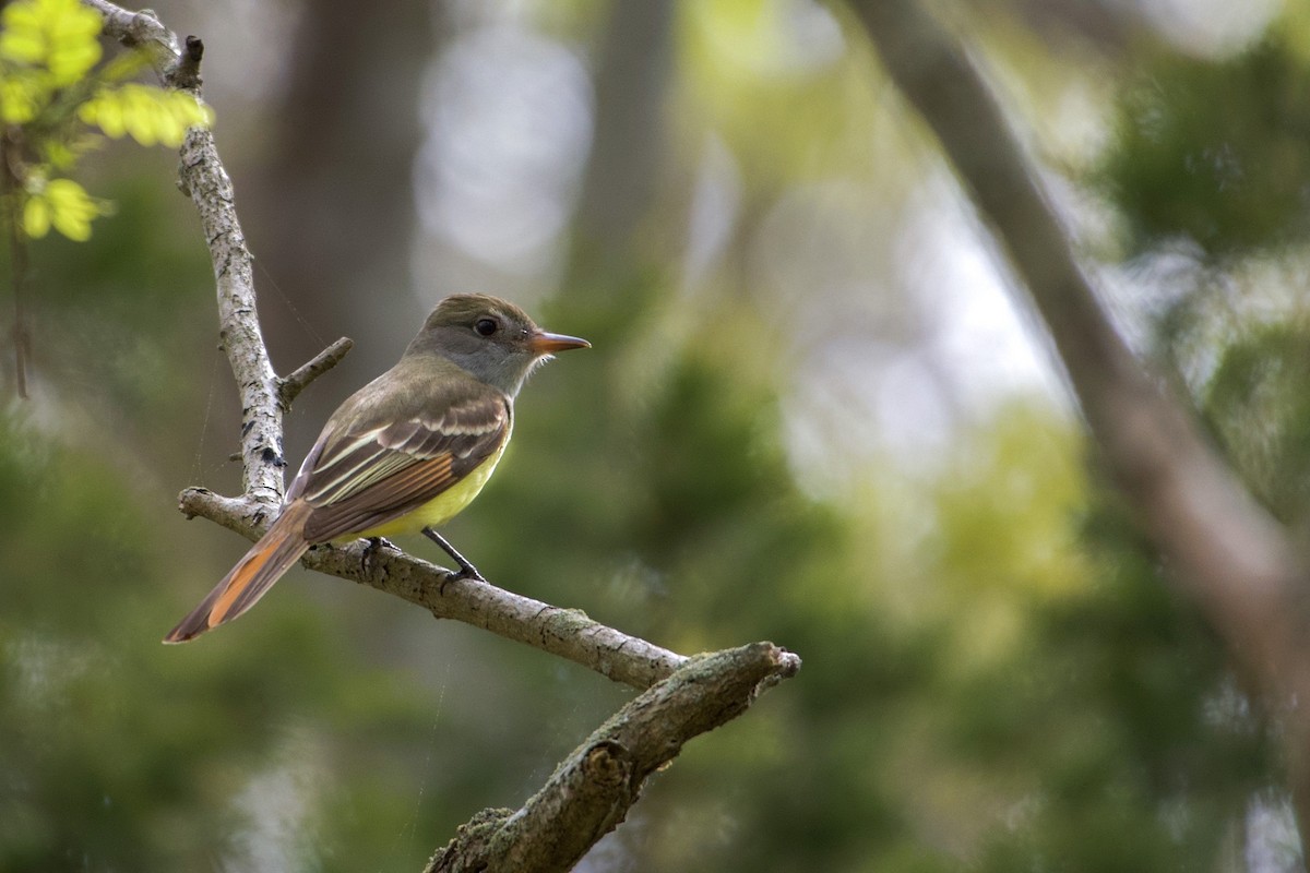 Great Crested Flycatcher - Jay Rand
