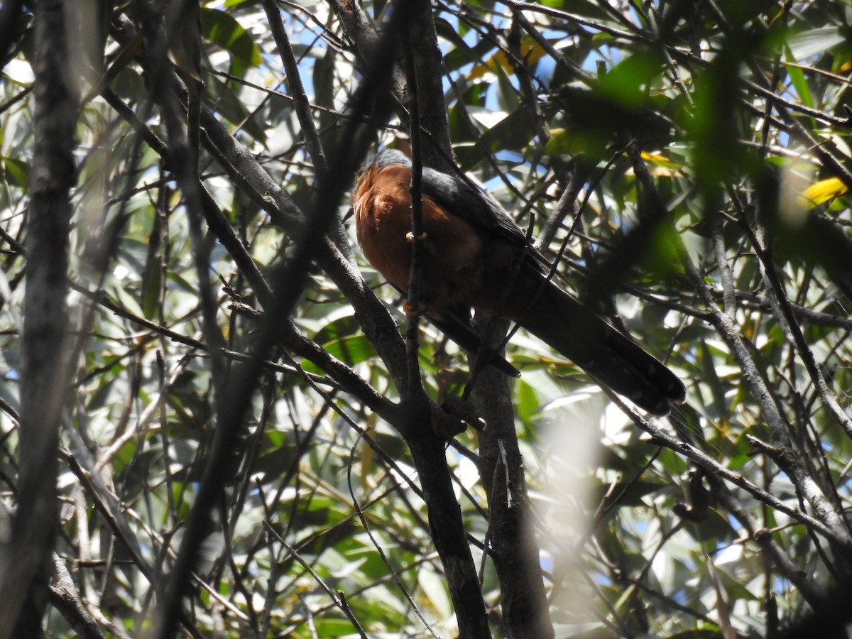 Chestnut-breasted Cuckoo - Jesse Ray
