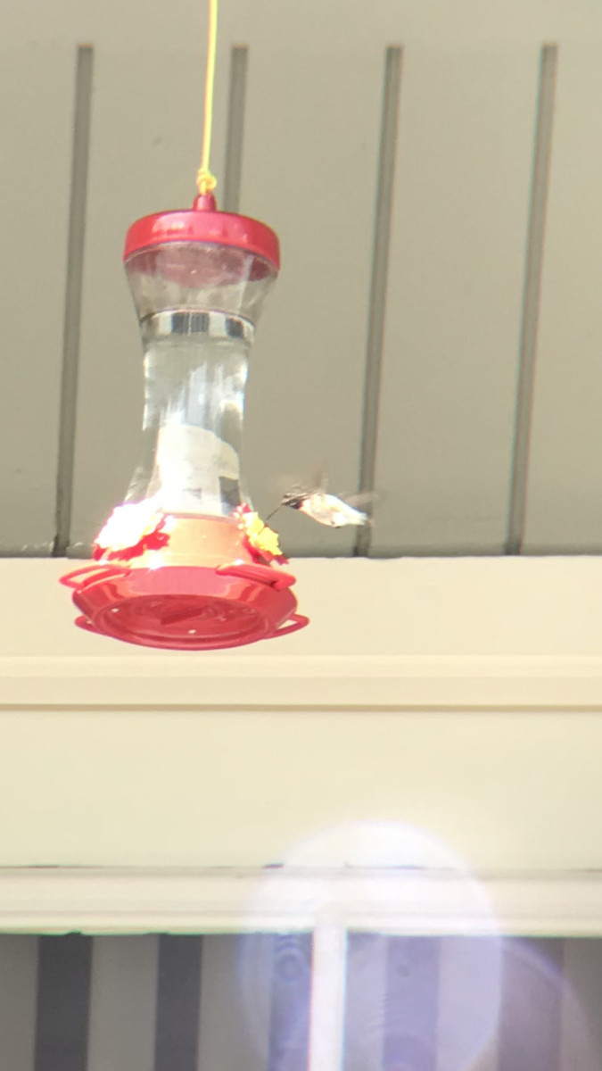 Calliope Hummingbird - ML236068151