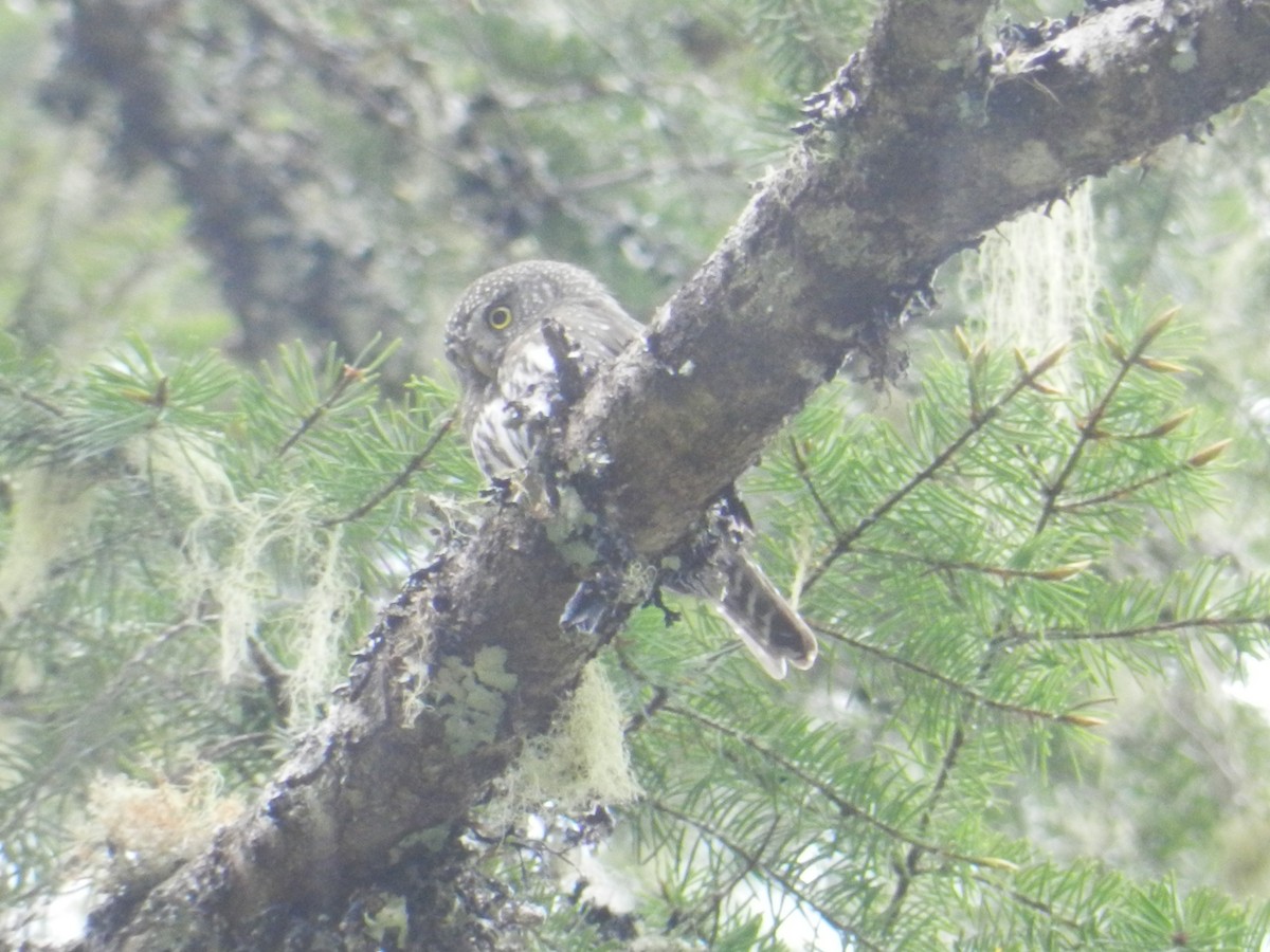 Northern Pygmy-Owl - ML236071841