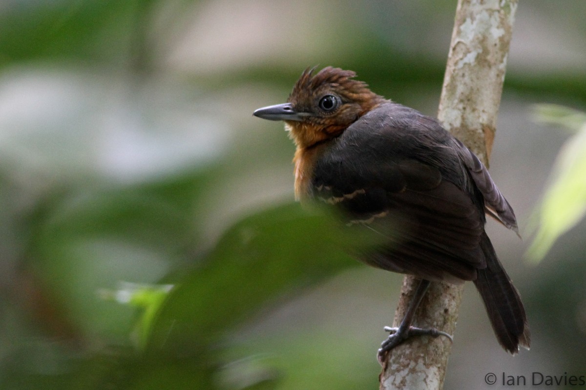Black-headed Antbird (Amazonas) - Ian Davies