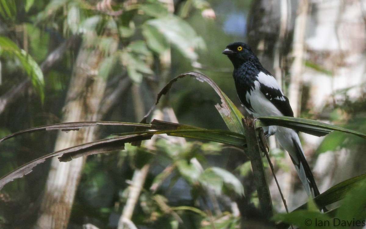 Magpie Tanager - ML23607581