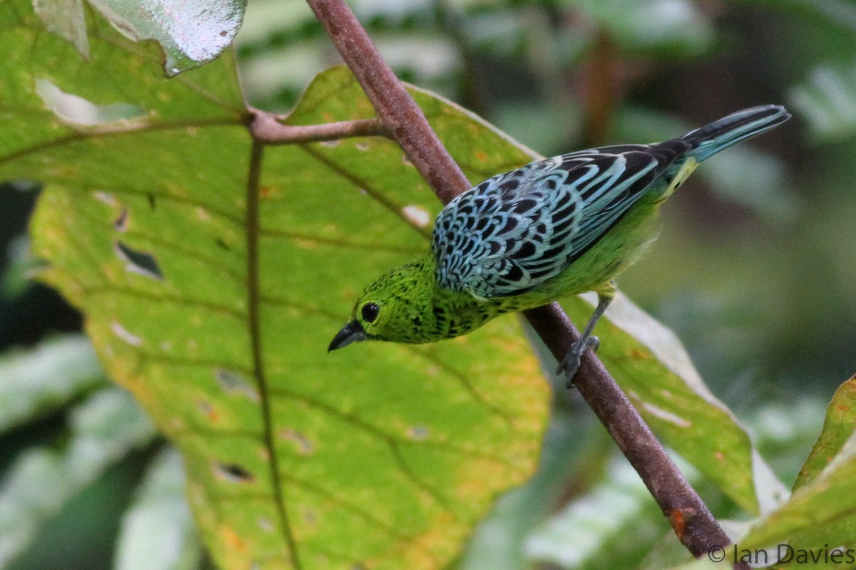 Yellow-bellied Tanager - ML23607611