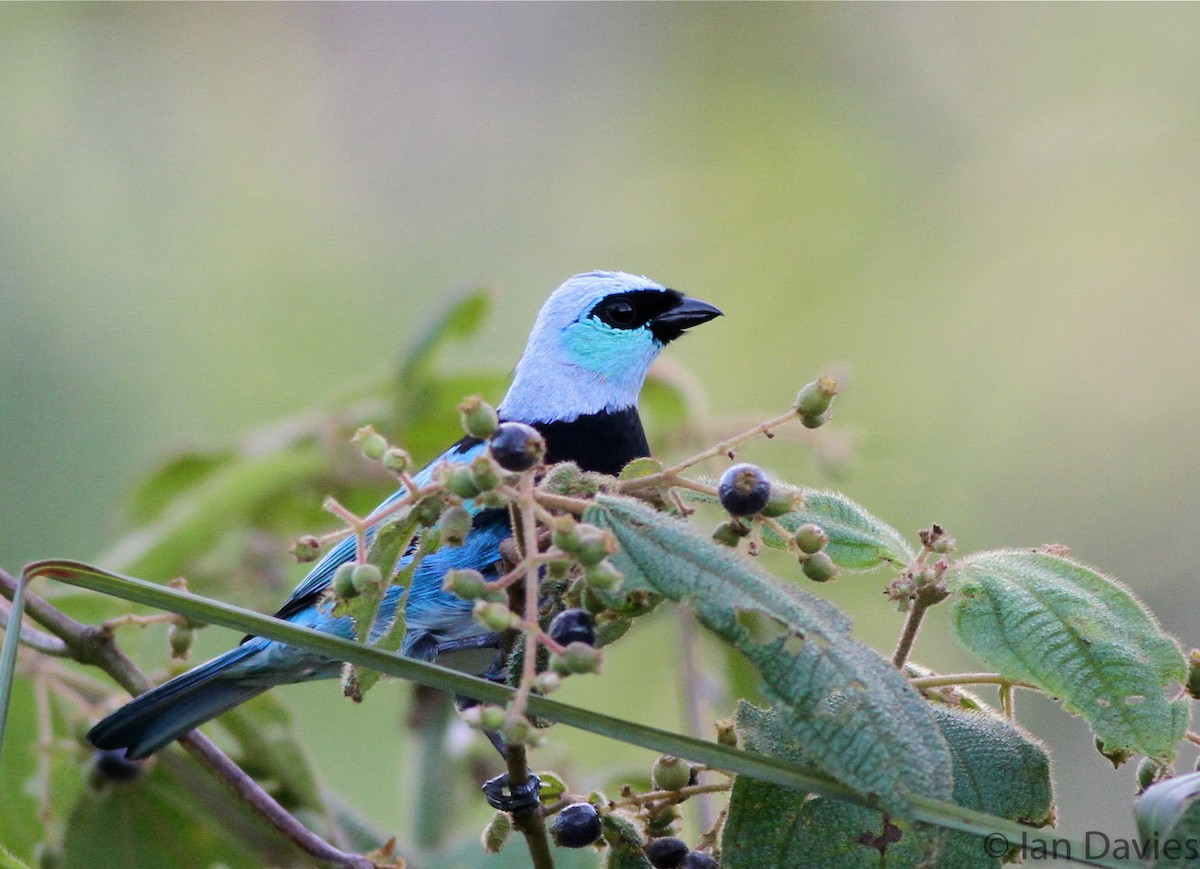 Masked Tanager - ML23607621