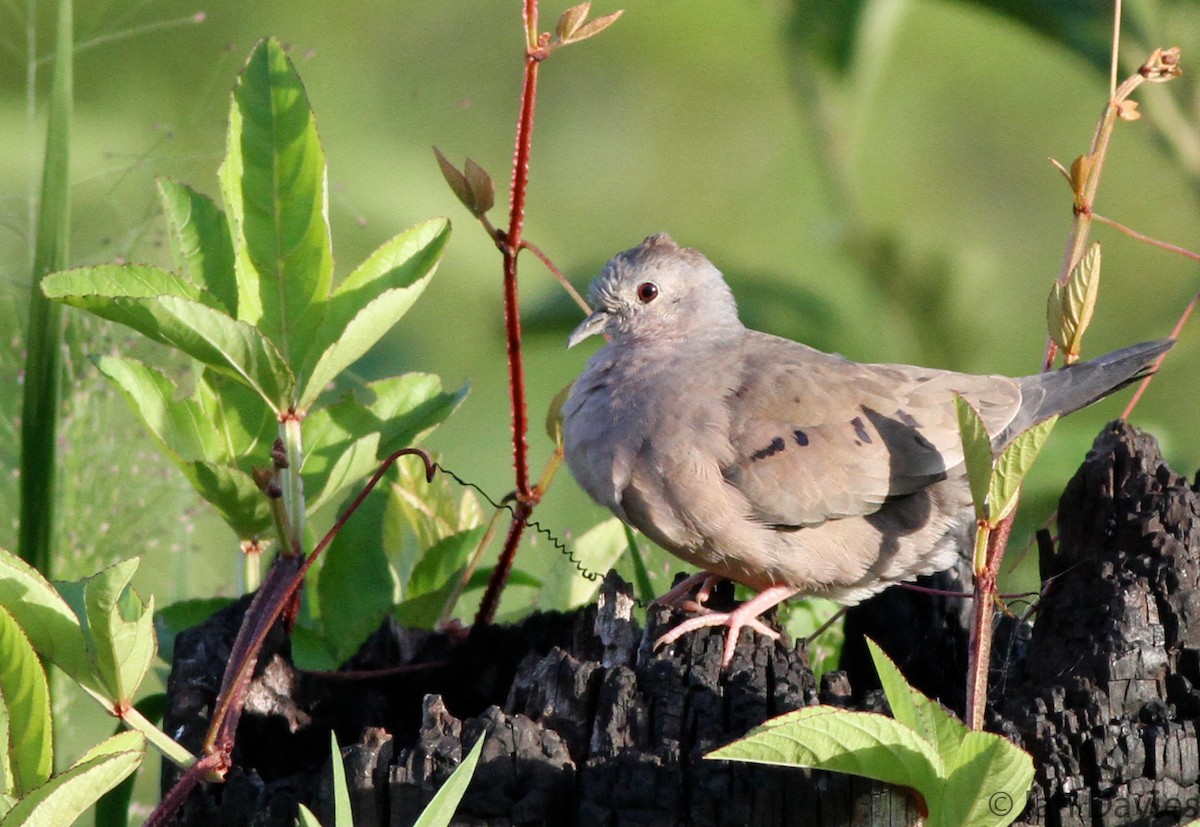 Plain-breasted Ground Dove - ML23607671