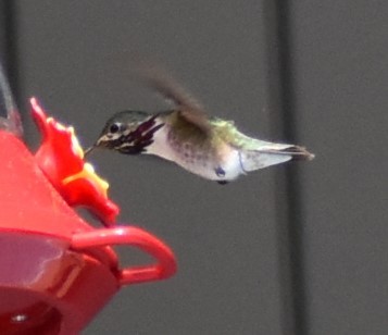 Calliope Hummingbird - ML236078561