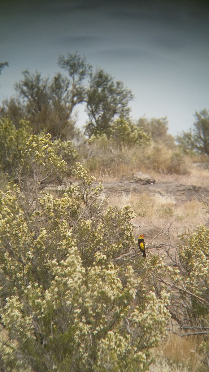 Western Tanager - ML236082271