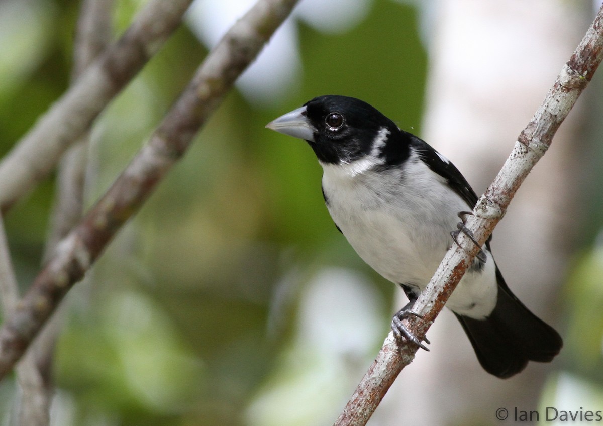 White-naped Seedeater - ML23608331