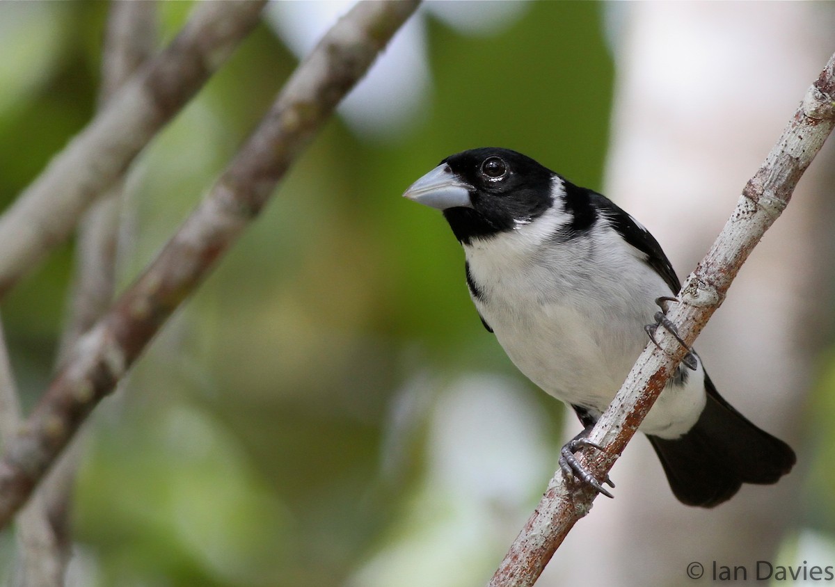White-naped Seedeater - ML23608341