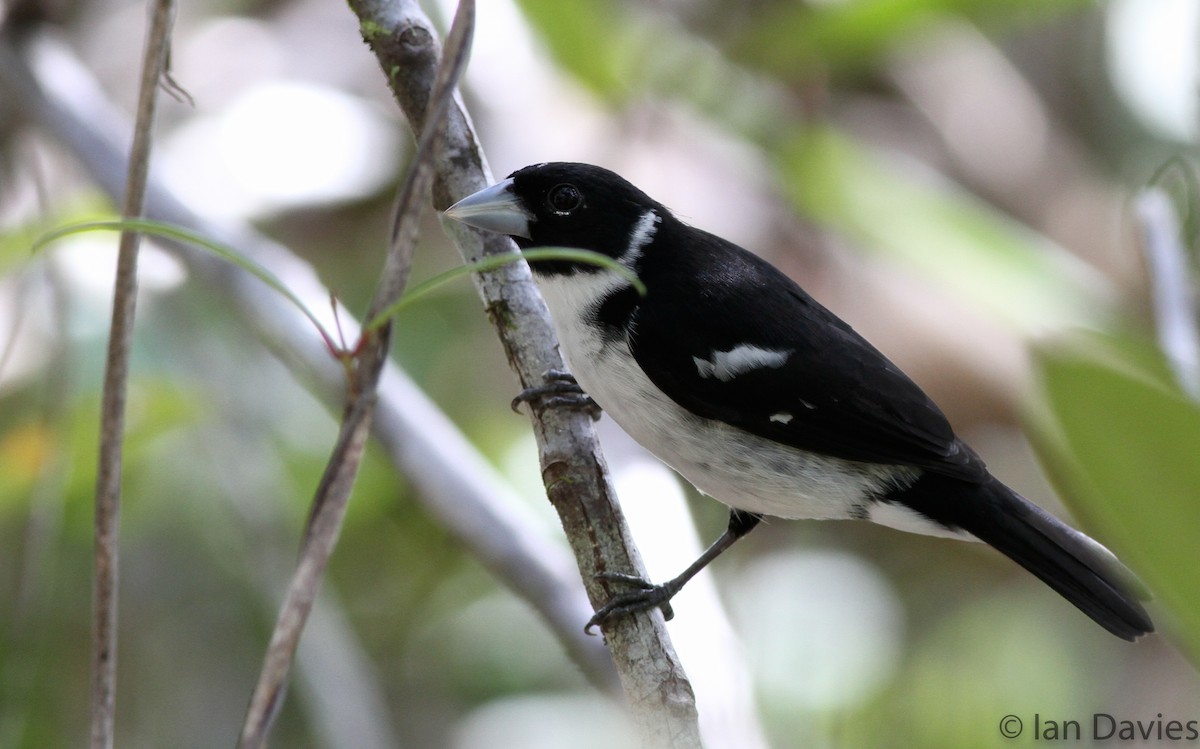 White-naped Seedeater - ML23608351