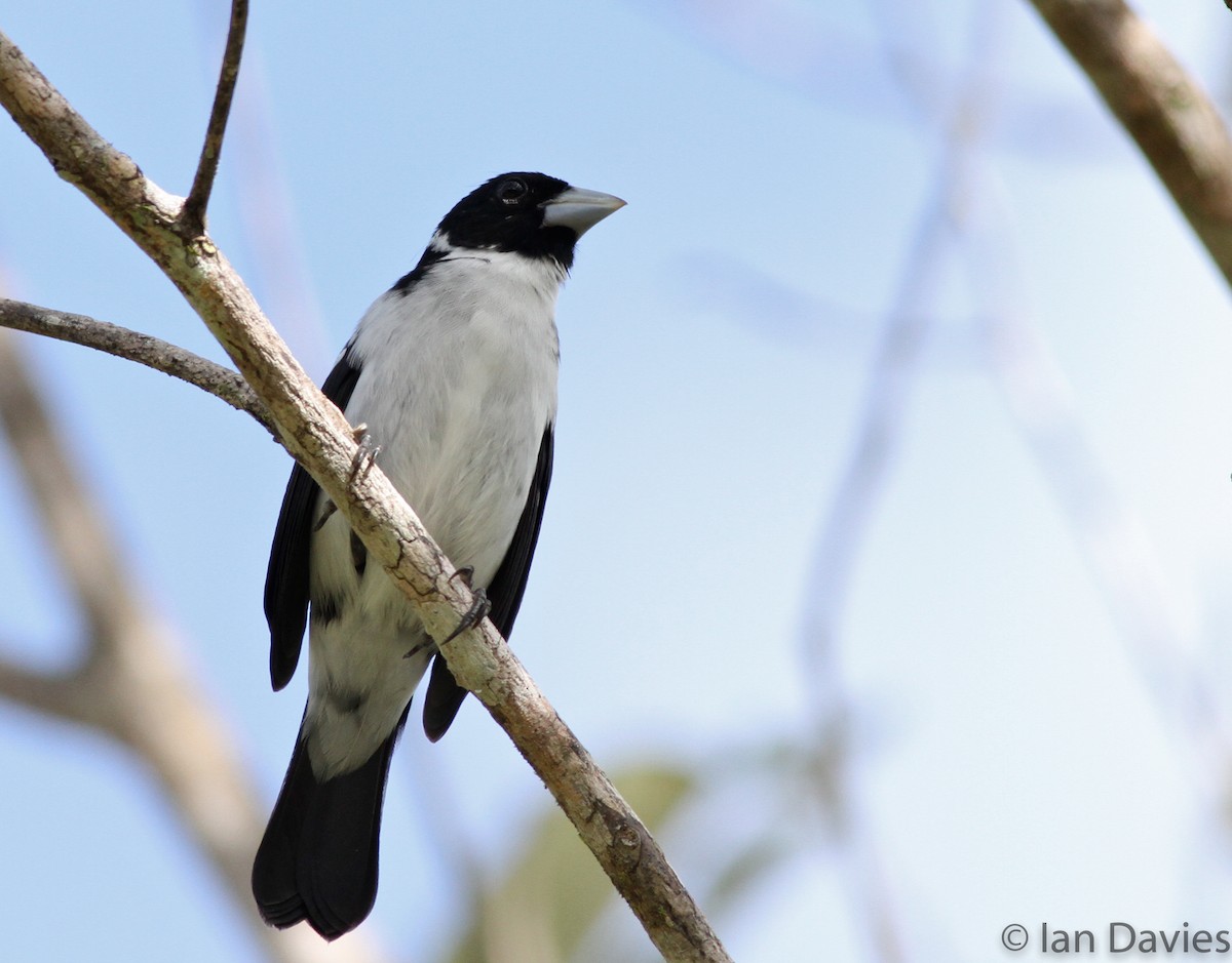 White-naped Seedeater - ML23608361