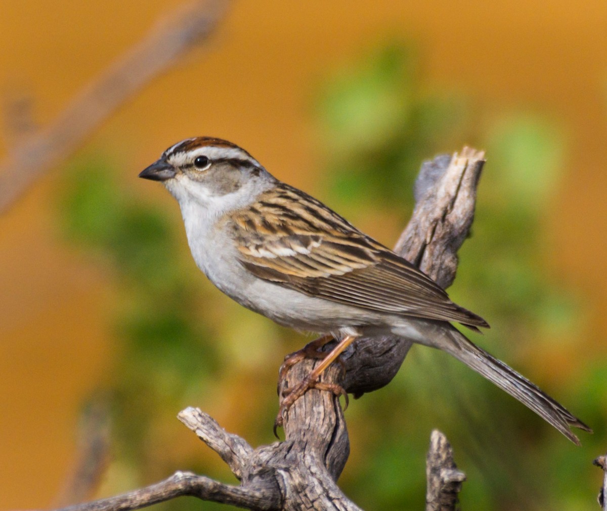 Chipping Sparrow - ML236086911