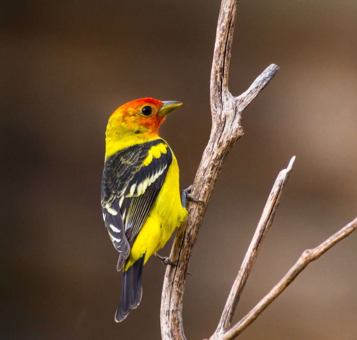 Western Tanager - ML236087311