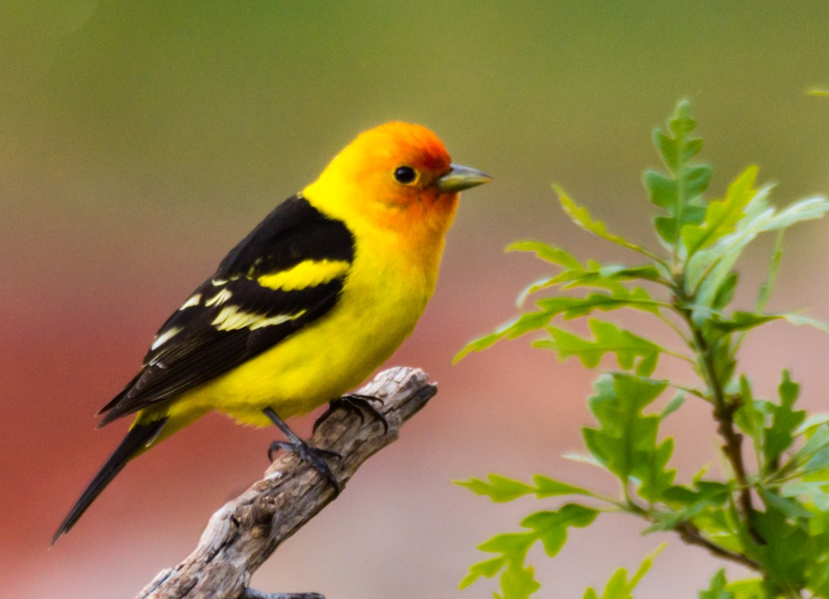 Western Tanager - ML236087341
