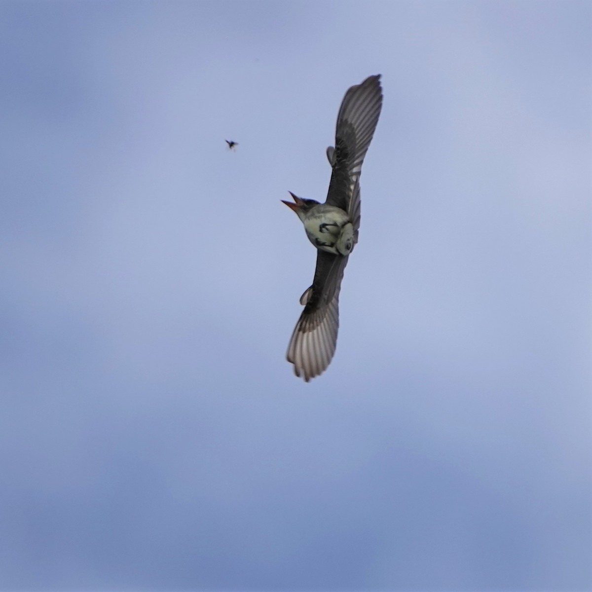 Olive-sided Flycatcher - George Ho