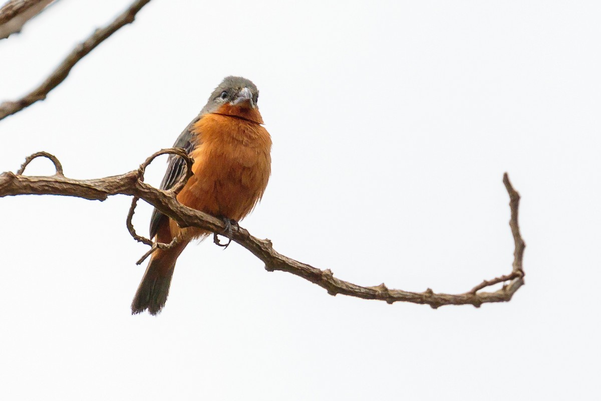Ruddy-breasted Seedeater - ML236091951