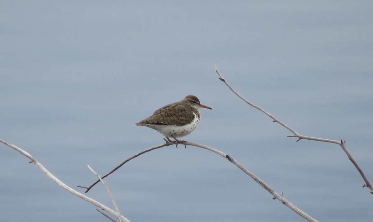 Spotted Sandpiper - Lubna Khan