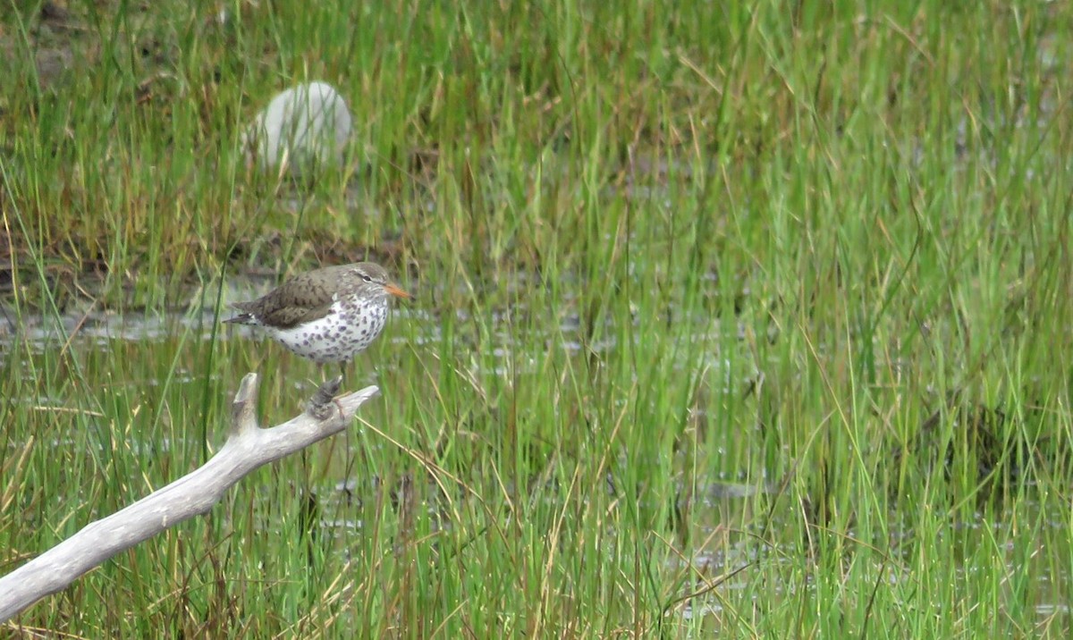 Spotted Sandpiper - Lubna Khan