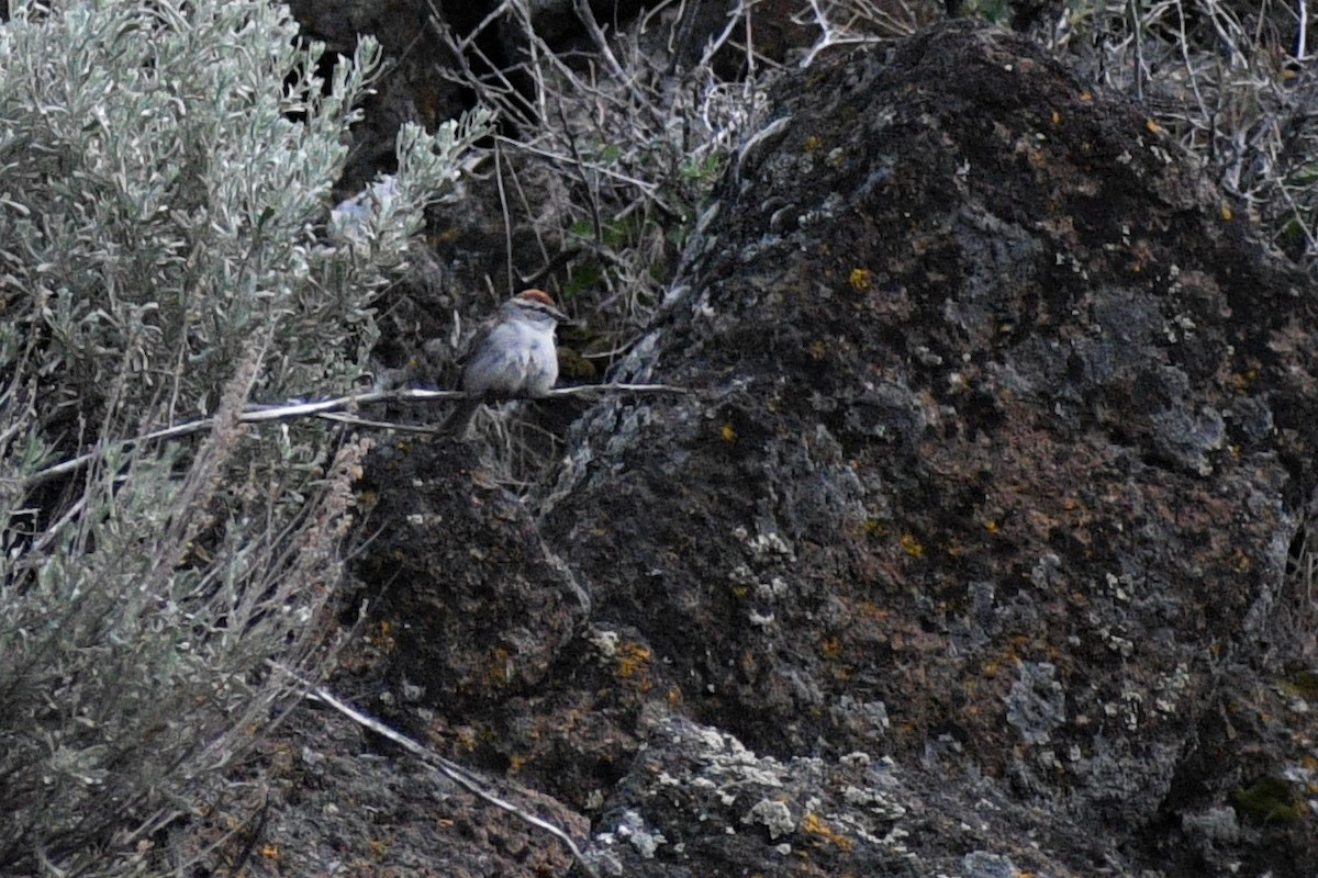 Chipping Sparrow - ML236095841