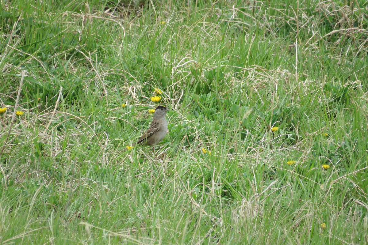 Golden-crowned Sparrow - ML236096001