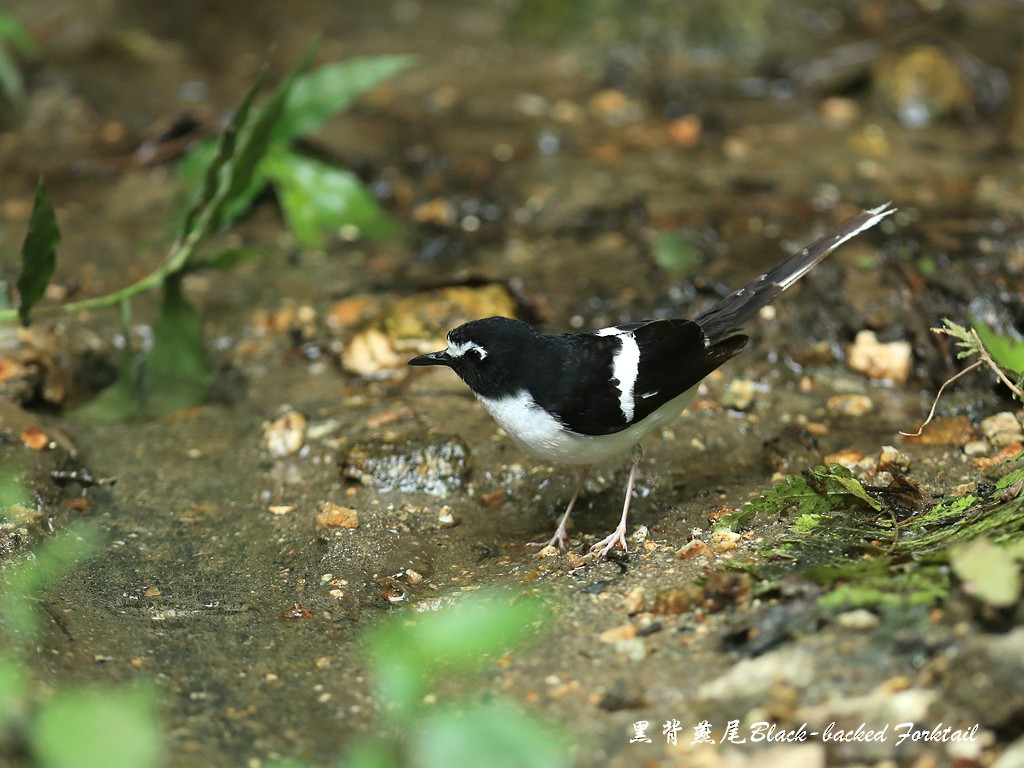 Black-backed Forktail - Qiang Zeng